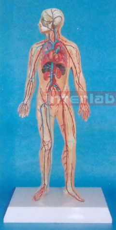 HUMAN VEIN BLOOD CIRCULATION MODEL